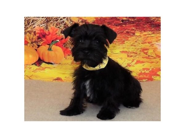 Miniature Schnauzer-DOG-Female-Black-13165-Petland Batavia, Illinois