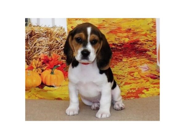 Beagle DOG Female Black 13161 Petland Batavia, Illinois