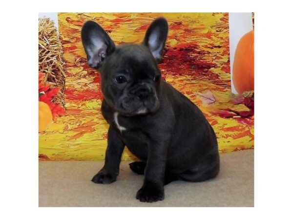 2nd Gen. Frenchton DOG Male Blue 13163 Petland Batavia, Illinois