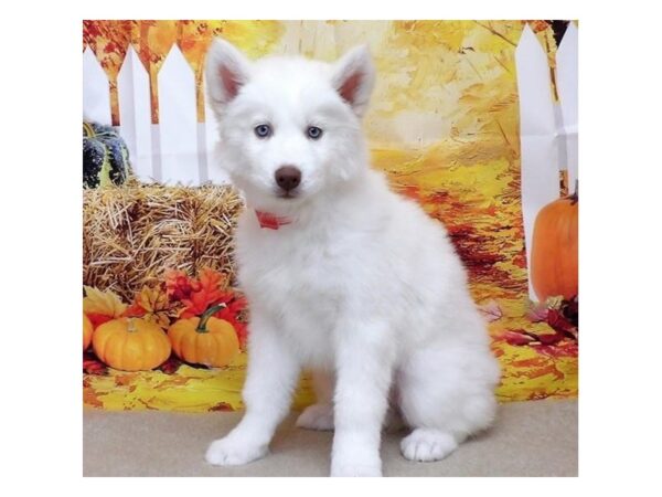 Siberian Husky-DOG-Female-White-13162-Petland Batavia, Illinois