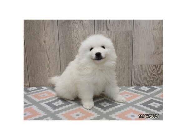 American Eskimo Dog DOG Male White 21383 Petland Batavia, Illinois