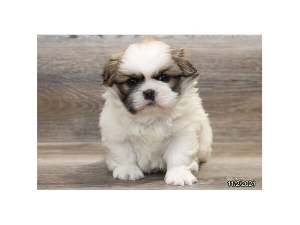 Pekingese DOG Male Brown / White 21385 Petland Batavia, Illinois