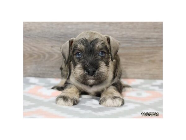 Miniature Schnauzer-DOG-Male-Salt / Pepper-21384-Petland Batavia, Illinois