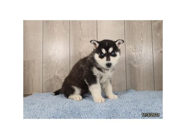 Siberian Husky-DOG-Male-Gray / White-21387-Petland Batavia, Illinois