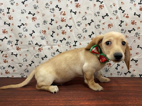 Dachshund-DOG-Female-Red Sable-13174-Petland Batavia, Illinois
