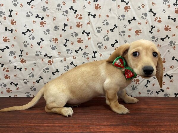 Dachshund DOG Female Red Sable 13174 Petland Batavia, Illinois