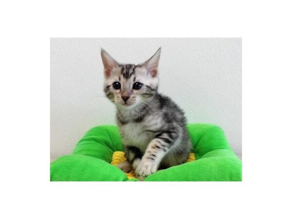 Bengal-CAT-Male-Seal Sepia-21372-Petland Batavia, Illinois