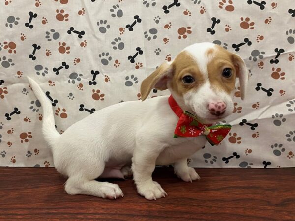 Chiweenie DOG Male White / Orange 13170 Petland Batavia, Illinois