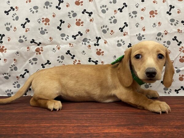 Dachshund DOG Female Red 13175 Petland Batavia, Illinois