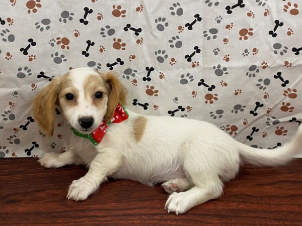 Dachshund DOG Female White / Cream 13173 Petland Batavia, Illinois