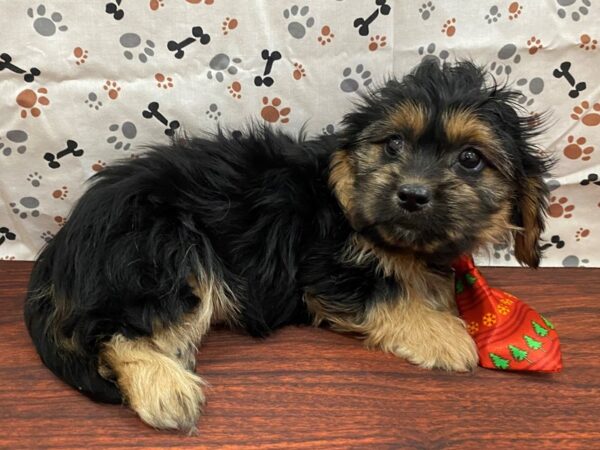 Shiweenie DOG Male Black / Gold 13166 Petland Batavia, Illinois