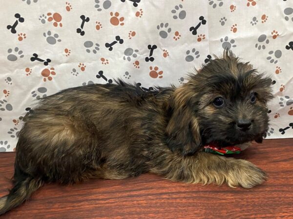 Shiweenie-DOG-Female-Gold-13167-Petland Batavia, Illinois