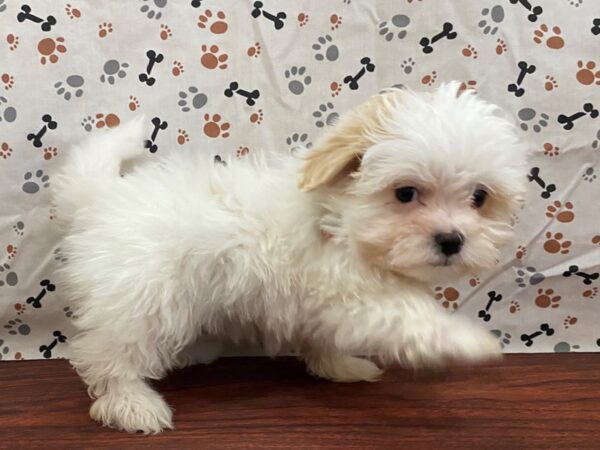 Maltese/Havanese DOG Female White / Cream 13168 Petland Batavia, Illinois