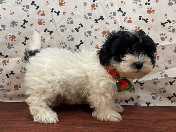 Maltese/Havanese DOG Female White / Black 13169 Petland Batavia, Illinois