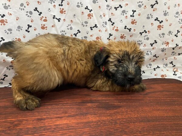 Soft Coated Wheaten Terrier DOG Female Wheaten 13172 Petland Batavia, Illinois