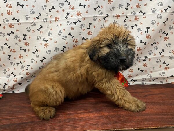 Soft Coated Wheaten Terrier DOG Male Wheaten 13171 Petland Batavia, Illinois