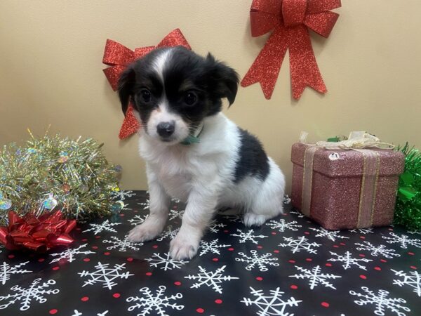 Chihuahua DOG Female Black / White 21124 Petland Batavia, Illinois