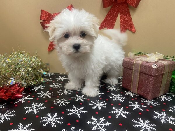 Maltese/Havanese DOG Female White / Cream 21129 Petland Batavia, Illinois