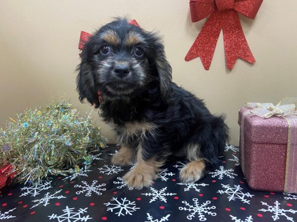 Shiweenie DOG Female Gold 21130 Petland Batavia, Illinois