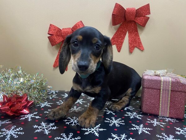 Dachshund DOG Female Black / Tan 21126 Petland Batavia, Illinois