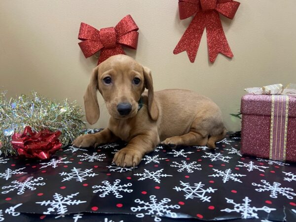 Dachshund-DOG-Female-Blonde-21125-Petland Batavia, Illinois