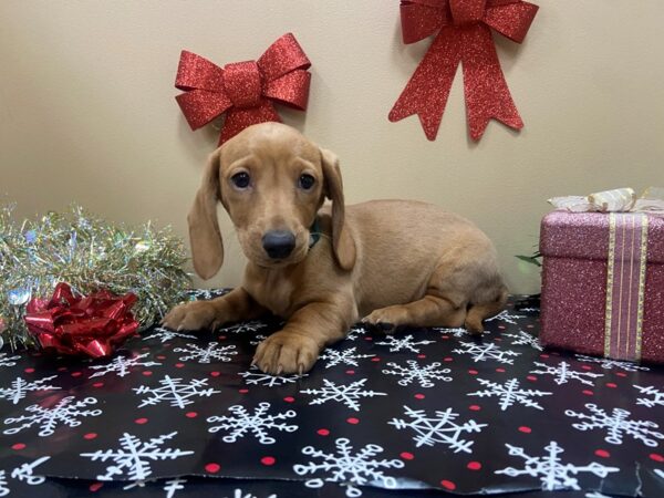 Dachshund DOG Female Blonde 21125 Petland Batavia, Illinois