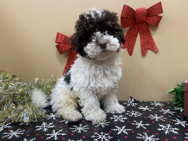 Havanese-DOG-Male-White / Chocolate-21131-Petland Batavia, Illinois