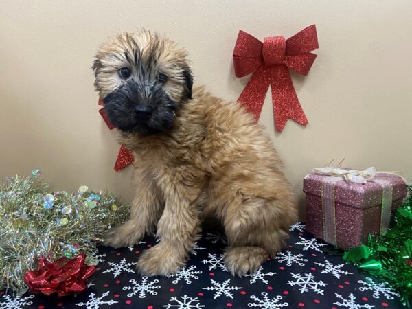 Soft Coated Wheaten Terrier DOG Female Wheaten 21127 Petland Batavia, Illinois