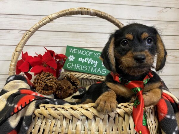 Shiweenie-DOG-Male-Black / Gold-21373-Petland Batavia, Illinois