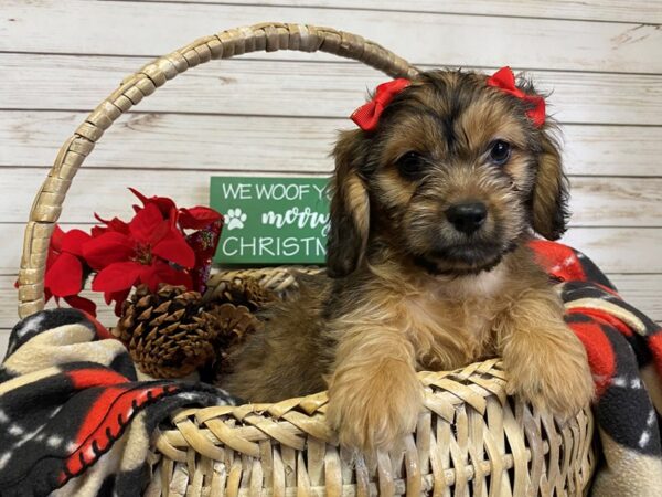 Shiweenie DOG Female Gold 21374 Petland Batavia, Illinois