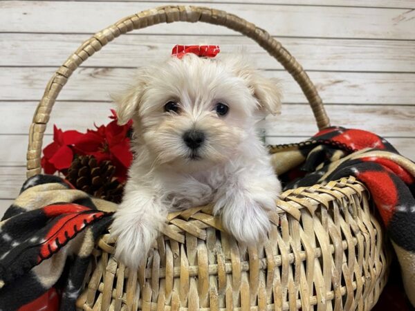 Maltese/Havanese DOG Female White / Cream 21375 Petland Batavia, Illinois