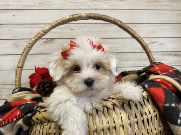 Maltese/Havanese DOG Female White / Cream 21376 Petland Batavia, Illinois