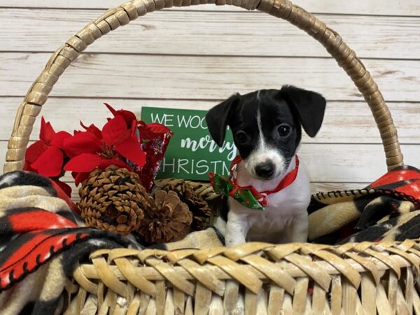 Chiweenie DOG Female Black / White 21377 Petland Batavia, Illinois