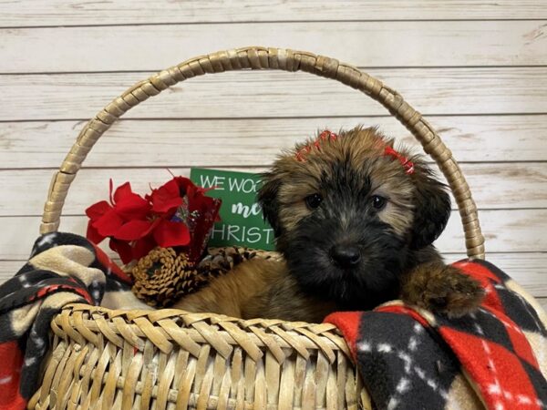 Soft Coated Wheaten Terrier DOG Female Wheaten 21378 Petland Batavia, Illinois