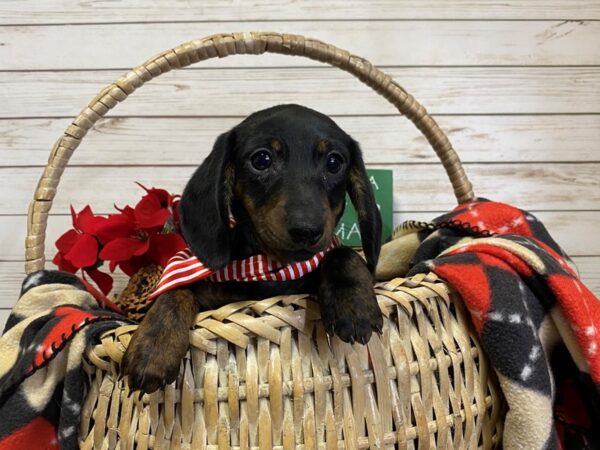 Dachshund-DOG-Male-Black Brindle-21379-Petland Batavia, Illinois