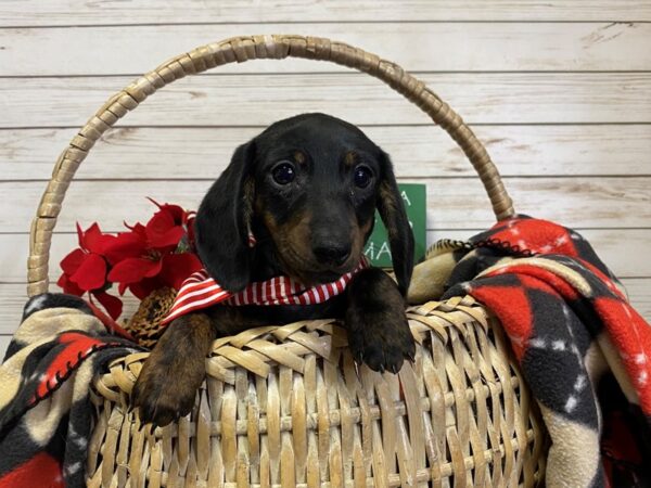 Dachshund DOG Male Black Brindle 21379 Petland Batavia, Illinois