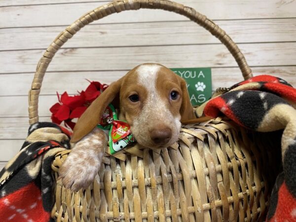 Dachshund DOG Female Orange / White 21380 Petland Batavia, Illinois