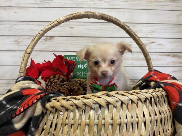 Chihuahua DOG Male Fawn 21381 Petland Batavia, Illinois