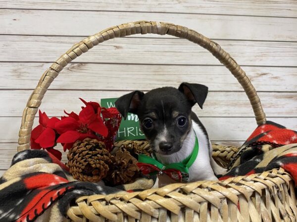 Chihuahua DOG Female Black / White 21382 Petland Batavia, Illinois