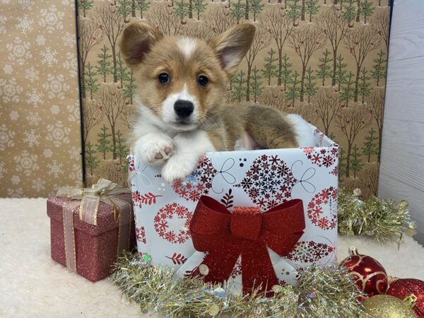 Pembroke Welsh Corgi-DOG-Male-Sable & White-21135-Petland Batavia, Illinois