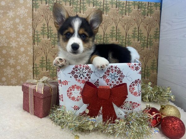 Pembroke Welsh Corgi DOG Male Black Tri 21137 Petland Batavia, Illinois