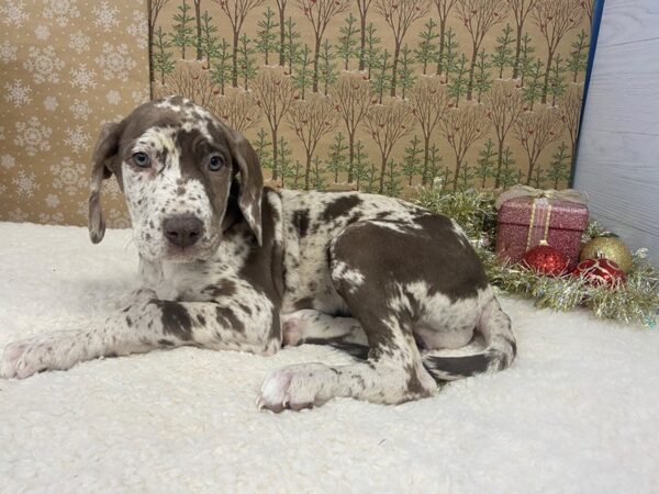 Great Dane DOG Female Chocolate Merle 21146 Petland Batavia, Illinois