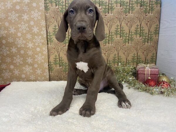 Great Dane DOG Male Chocolate 21145 Petland Batavia, Illinois