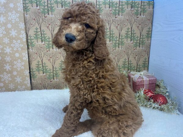 Goldendoodle 2nd Generation DOG Male Red 21141 Petland Batavia, Illinois