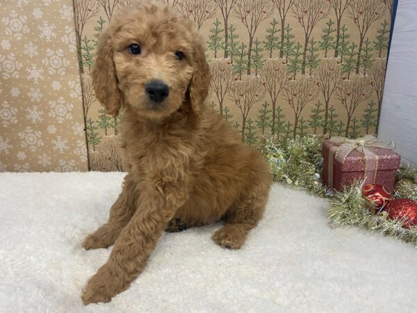 Goldendoodle 2nd Generation DOG Male Red 21142 Petland Batavia, Illinois