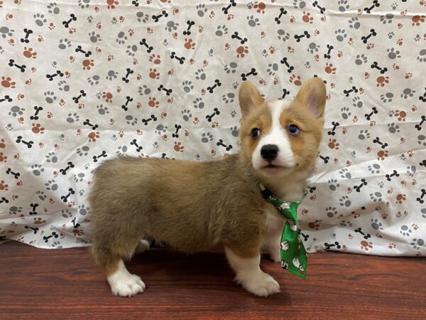 Pembroke Welsh Corgi-DOG-Male-Sable & White-13182-Petland Batavia, Illinois