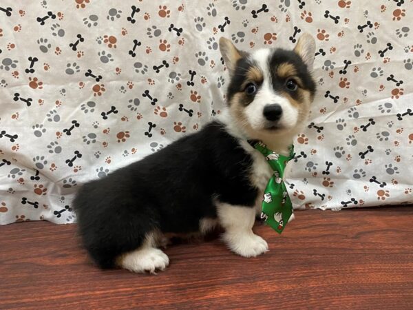 Pembroke Welsh Corgi-DOG-Male-Black Tri-13183-Petland Batavia, Illinois