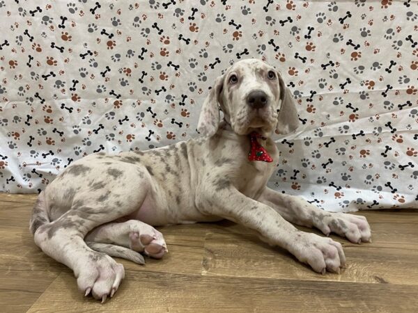 Great Dane DOG Male Blue Merle 13178 Petland Batavia, Illinois