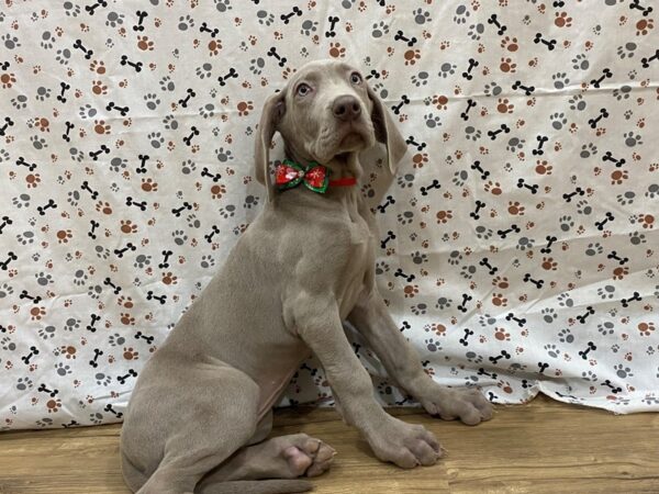 Great Dane DOG Female Blue 13177 Petland Batavia, Illinois