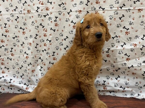 Golden/Goldendoodle-DOG-Female-Golden-13181-Petland Batavia, Illinois